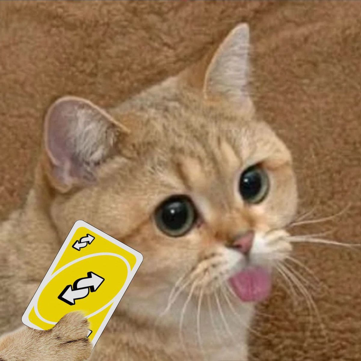 starecat pulls the uno reverse card